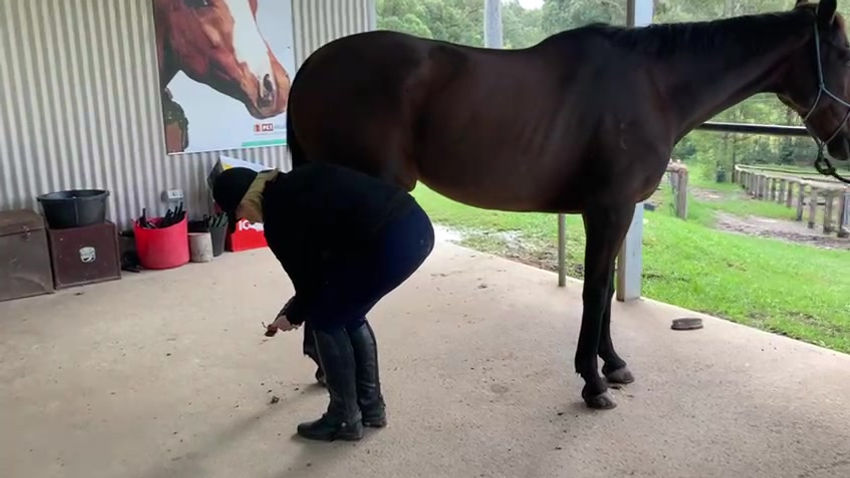 picking up the hind hooves